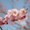 Prunus Accolade | 12 Lt Pot 1 Prunus Accolade | 12 Lt Pot -All Plants Sales Store TR00007193 8d91