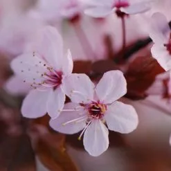 Prunus Cerasifera Nigra | 12L Pot