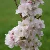 Prunus Amanogawa | 12 Lt Pot