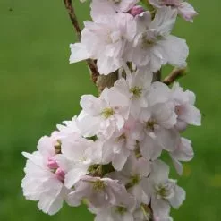 Prunus Amanogawa | 12 Lt Pot