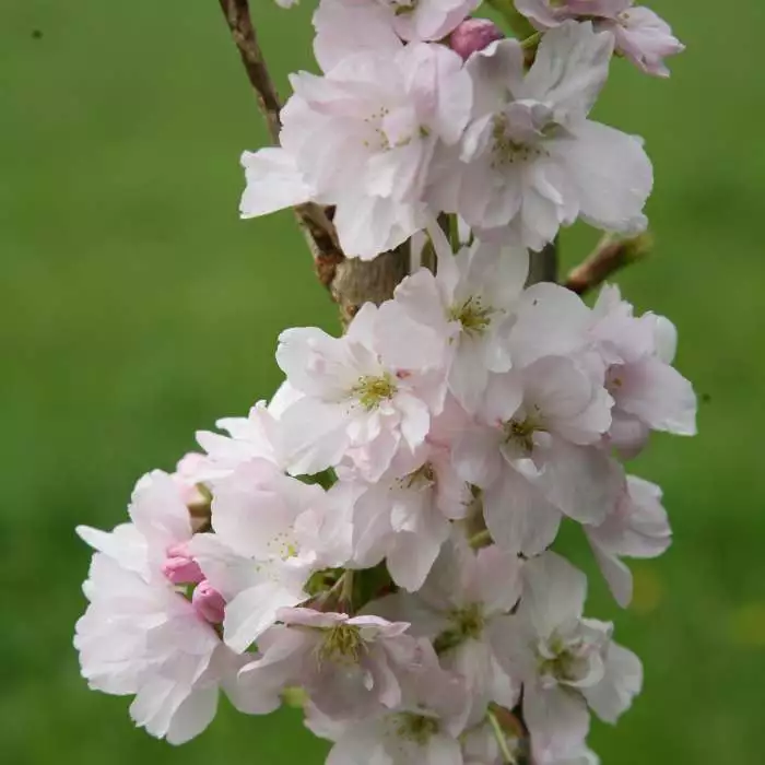 Prunus Amanogawa | 12 Lt Pot 3 Prunus Amanogawa | 12 Lt Pot
