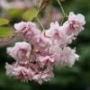 Prunus Kiku-shidare-zakura | 12 Lt Pot 1 Prunus Kiku-shidare-zakura | 12 Lt Pot -All Plants Sales Store TR00007235 8dac
