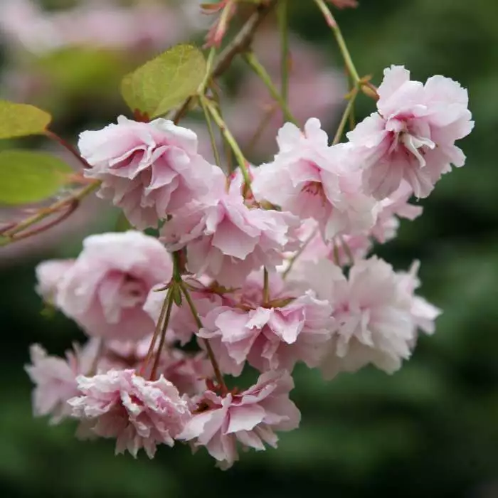 Prunus Kiku-shidare-zakura | 12 Lt Pot 3 Prunus Kiku-shidare-zakura | 12 Lt Pot