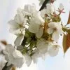 Prunus Tai-haku | 12 Lt Pot -All Plants Sales Store TR00007246 b6e4