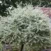 Pyrus Salicifolia Pendula | 12 Lt Pot -All Plants Sales Store TR00007279 488e