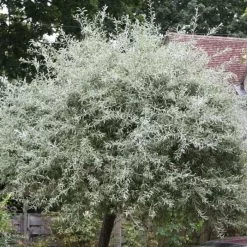 Pyrus Salicifolia Pendula | 12 Lt Pot