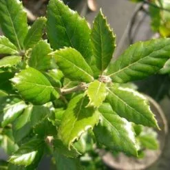 Quercus Ilex | 7 Lt Pot