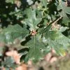 Quercus Robur | 12L Pot -All Plants Sales Store TR00007300 f016