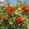 Sorbus Aucuparia | 12L Pot 1 Sorbus Aucuparia | 12L Pot -All Plants Sales Store TR00007379 266a