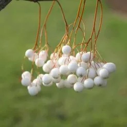 Sorbus Aff. Cashmiriana | 12L Pot