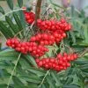 Sorbus Ulleungensis Olympic Flame | 12L Pot 2 Sorbus Ulleungensis Olympic Flame | 12L Pot -All Plants Sales Store TR00007392 6734