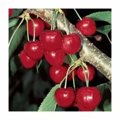 4-5ft ''Stella' Patio Cherry Tree | Gisela 5 Semi Dwarfing Rootstock | 4.5L Pot -All Plants Sales Store TR01144 5L add image 1 671d