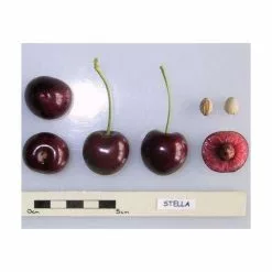 4-5ft ''Stella' Patio Cherry Tree | Gisela 5 Semi Dwarfing Rootstock | 4.5L Pot -All Plants Sales Store TR01144 5L add image 2 304c