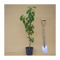 4-5ft ''Stella' Patio Cherry Tree | Gisela 5 Semi Dwarfing Rootstock | 4.5L Pot -All Plants Sales Store TR01144 5L add image 3 7756
