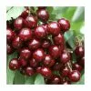 4-5ft ''Stella' Patio Cherry Tree | Gisela 5 Semi Dwarfing Rootstock | 4.5L Pot