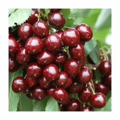 4-5ft ''Stella' Patio Cherry Tree | Gisela 5 Semi Dwarfing Rootstock | 4.5L Pot