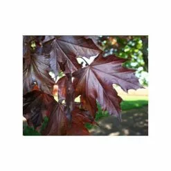 Acer Platanoides 'Crimson King' | Purple Norway Maple Tree | 9L Pot | 120-150cm -All Plants Sales Store TR0130 add image 2 0252