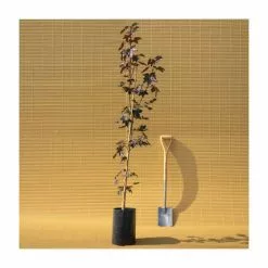 Acer Platanoides 'Crimson King' | Purple Norway Maple Tree | 9L Pot | 120-150cm -All Plants Sales Store TR0130 add image 4 a1c8