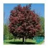 Acer Platanoides 'Crimson King' | Purple Norway Maple Tree | 9L Pot | 120-150cm 2 Acer Platanoides 'Crimson King' | Purple Norway Maple Tree | 9L Pot | 120-150cm -All Plants Sales Store TR0130 main image 2205