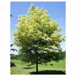 Acer Platanoides 'Drummondii' | Silver Variegated Norway Maple Tree | 9L Pot | 120-150cm -All Plants Sales Store TR0131 add image 1 77c9