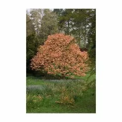 Acer Platanoides 'Drummondii' | Silver Variegated Norway Maple Tree | 9L Pot | 120-150cm -All Plants Sales Store TR0131 add image 2 21a8