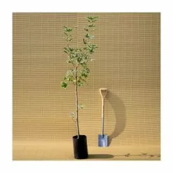 Acer Platanoides 'Drummondii' | Silver Variegated Norway Maple Tree | 9L Pot | 120-150cm -All Plants Sales Store TR0131 add image 4 1f8b