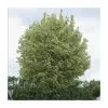 Acer Platanoides 'Drummondii' | Silver Variegated Norway Maple Tree | 9L Pot | 120-150cm -All Plants Sales Store TR0131 main image 06fa