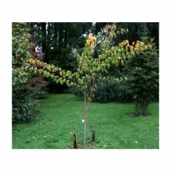 Acer Davidii 'George Forrest' | Snakebark Maple Tree | 9L Pot | 120-150cm -All Plants Sales Store TR0132 add image 1 20ee