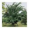 Acer Davidii 'George Forrest' | Snakebark Maple Tree | 9L Pot | 120-150cm -All Plants Sales Store TR0132 main image 6a8b