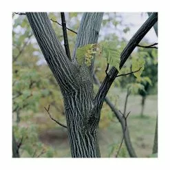 Acer Davidii 'George Forrest' | Snakebark Maple Tree | 9L Pot | 120-150cm -All Plants Sales Store TR0132 rollover image cbcc