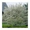 Amelanchier Canadensis | Serviceberry Tree | 9L Pot | 120-150cm -All Plants Sales Store TR0133 main image aa72