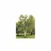 Betula Papyrifera | Paper Birch Tree | 9L Pot | 120-150cm -All Plants Sales Store TR0134 main image 483e