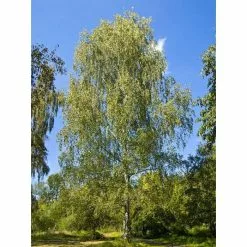 Betula Pendula | Silver Birch Tree | 9L Pot | 120-150cm -All Plants Sales Store TR01359L add image 1 d922