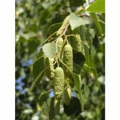 Betula Pendula | Silver Birch Tree | 9L Pot | 120-150cm -All Plants Sales Store TR01359L add image 2 64dd
