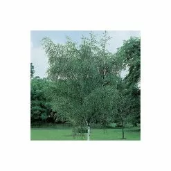 Betula Pendula | Silver Birch Tree | 9L Pot | 120-150cm -All Plants Sales Store TR01359L add image 4 d34e