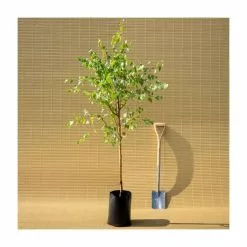 Betula Pendula | Silver Birch Tree | 9L Pot | 120-150cm -All Plants Sales Store TR01359L add image 5 6547