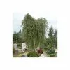 Betula Pendula | Silver Birch Tree | 9L Pot | 120-150cm 1 Betula Pendula | Silver Birch Tree | 9L Pot | 120-150cm -All Plants Sales Store TR01359L main image 244f