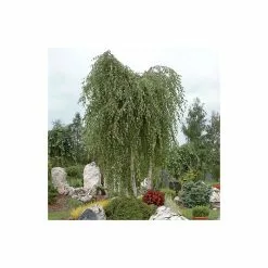Betula Pendula | Silver Birch Tree | Bare Root | 120-150cm