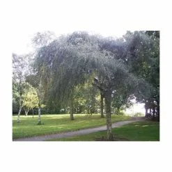 Betula Pendula 'Youngii' | Weeping Birch Tree | 9L Pot | 120-150cm -All Plants Sales Store TR0136 add image 1 b35d