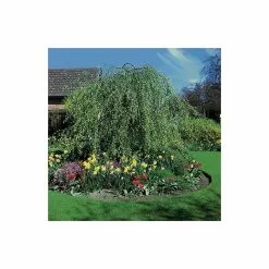 Betula Pendula 'Youngii' | Weeping Birch Tree | 9L Pot | 120-150cm
