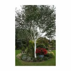Betula Utilis Var. Jacquemontii | Himalayan Birch Tree | 9L Pot | 120-150cm -All Plants Sales Store TR0137 add image 1 efa1