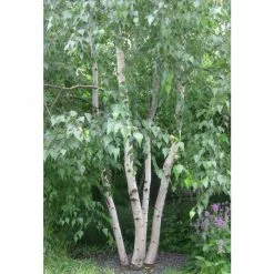 Betula Utilis Var. Jacquemontii | Himalayan Birch Tree | 9L Pot | 120-150cm -All Plants Sales Store TR0137 add image 2 60f9