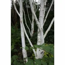 Betula Utilis Var. Jacquemontii | Himalayan Birch Tree | 9L Pot | 120-150cm -All Plants Sales Store TR0137 add image 3 a77c
