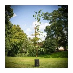 Betula Utilis Var. Jacquemontii | Himalayan Birch Tree | 9L Pot | 120-150cm -All Plants Sales Store TR0137 add image 4 90bd