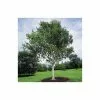 Betula Utilis Var. Jacquemontii | Himalayan Birch Tree | 9L Pot | 120-150cm -All Plants Sales Store TR0137 main image 72ba