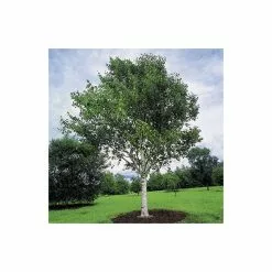 Betula Utilis Var. Jacquemontii | Himalayan Birch Tree | 9L Pot | 120-150cm