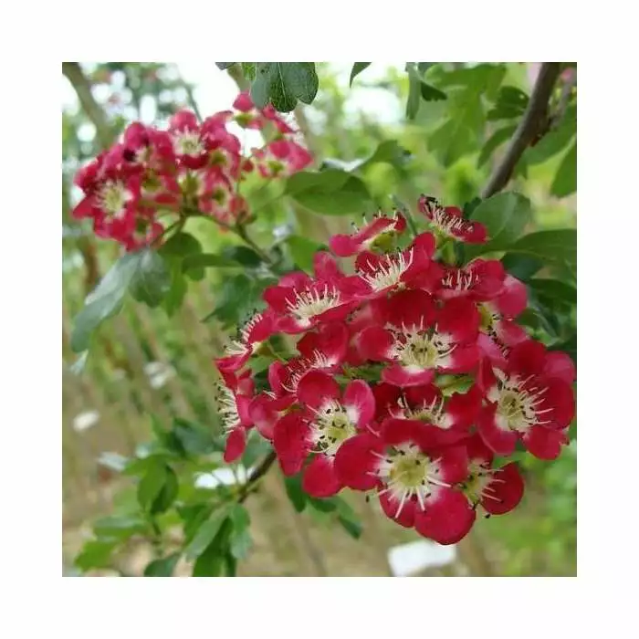 Crataegus Laevigata 'Crimson Cloud'| Hawthorn Tree | 9L Pot | 120-150cm 5 Crataegus Laevigata 'Crimson Cloud'| Hawthorn Tree | 9L Pot | 120-150cm - Image 3