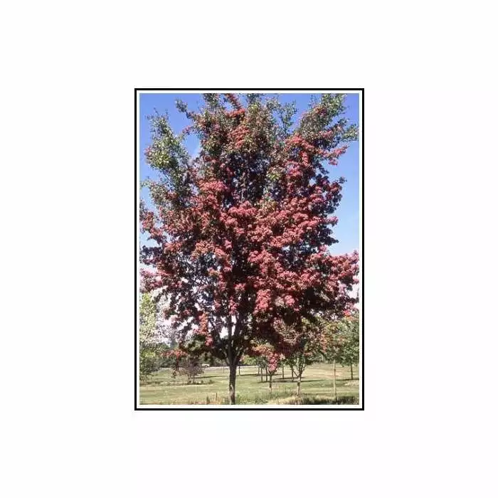 Crataegus Laevigata 'Crimson Cloud'| Hawthorn Tree | 9L Pot | 120-150cm 3 Crataegus Laevigata 'Crimson Cloud'| Hawthorn Tree | 9L Pot | 120-150cm