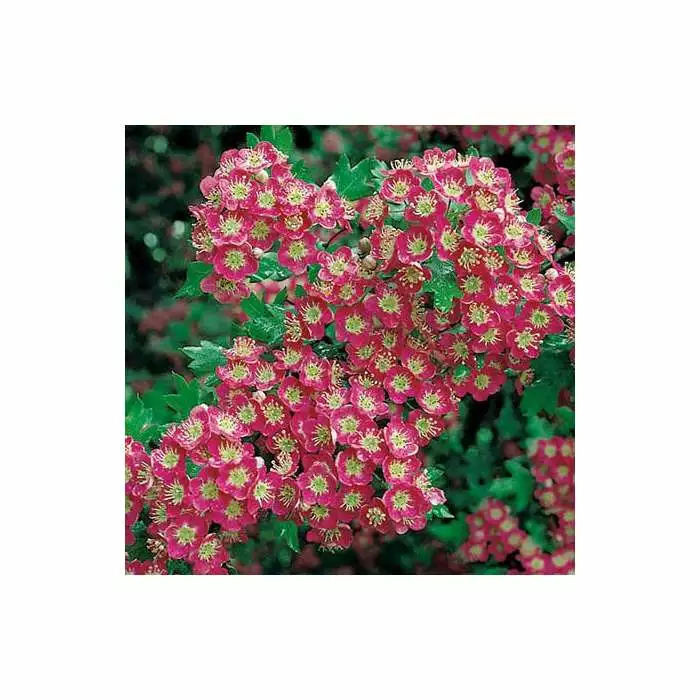 Crataegus Laevigata 'Crimson Cloud'| Hawthorn Tree | 9L Pot | 120-150cm 4 Crataegus Laevigata 'Crimson Cloud'| Hawthorn Tree | 9L Pot | 120-150cm - Image 2