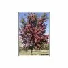 Crataegus Laevigata 'Crimson Cloud'| Hawthorn Tree | Bare Root | 120-150cm 2 Crataegus Laevigata 'Crimson Cloud'| Hawthorn Tree | Bare Root | 120-150cm -All Plants Sales Store TR0138BR main image d7d7